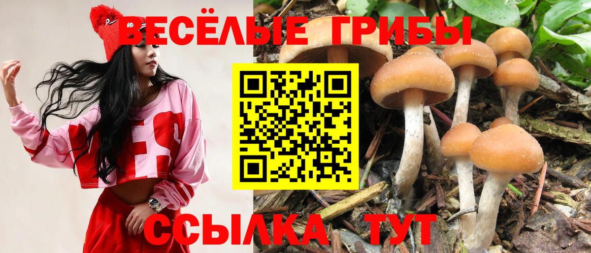 Псилоцибиновые грибы Psilocybe Волгодонск